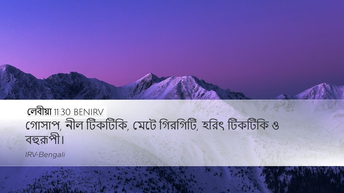 লেবীয়া 11:30 BENIRV Desktop Wallpaper - গোসাপ, নীল টিকটিকি, - Desktop Bible Verse Wallpaper