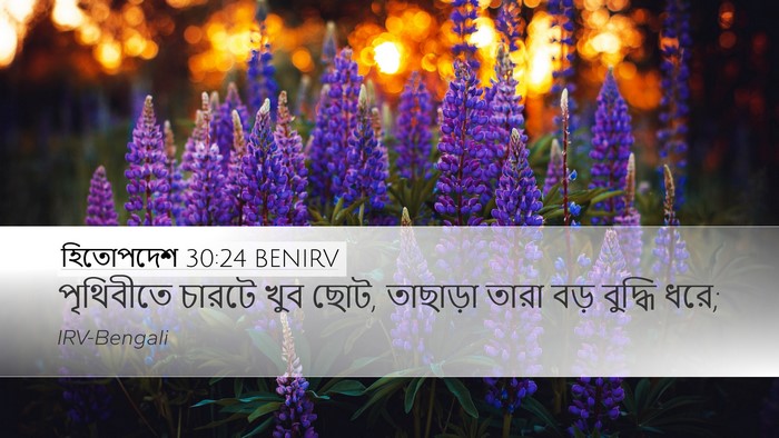 হিতোপদেশ 30:24 BENIRV Bible Verse Image