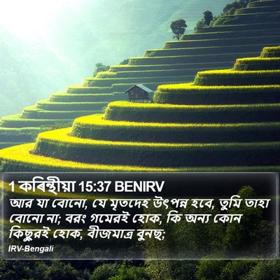 1 কৰিন্থীয়া 15:37 BENIRV Bible Verse Image