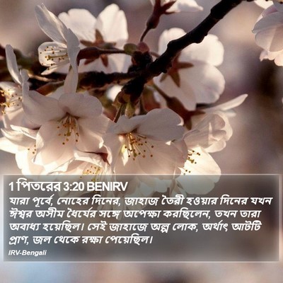 1 পিতরের 3:20 BENIRV Bible Verse Image