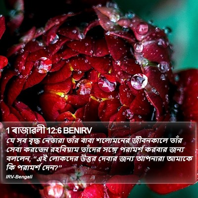 1 ৰাজাৱলী 12:6 BENIRV Bible Verse Image