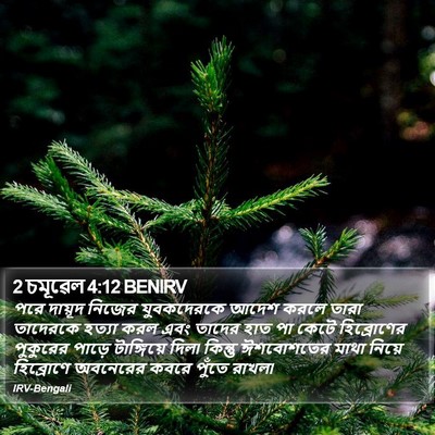 2 চমূৱেল 4:12 BENIRV Bible Verse Image