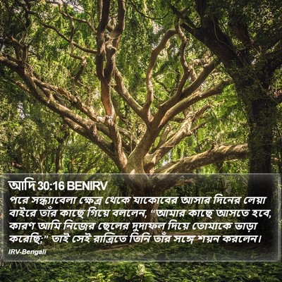 আদি 30:16 BENIRV Bible Verse Image