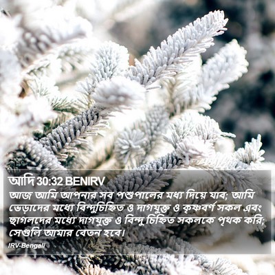 আদি 30:32 BENIRV Bible Verse Image