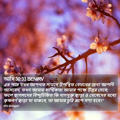 আদি 30:33 BENIRV Bible Verse Image