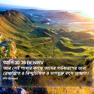 আদি 30:39 BENIRV Bible Verse Image