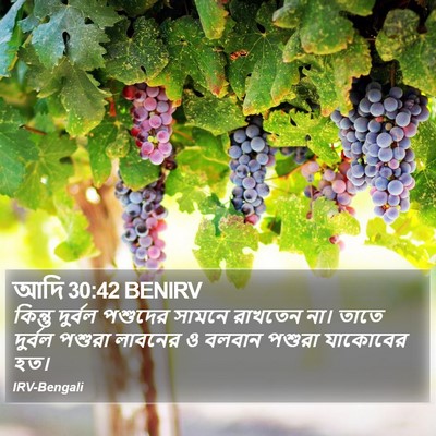 আদি 30:42 BENIRV Bible Verse Image