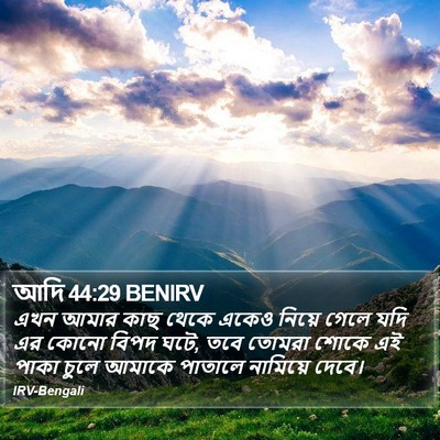 আদি 44:29 BENIRV Bible Verse Image