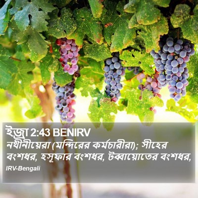 ইজ্ৰা 2:43 BENIRV Bible Verse Image