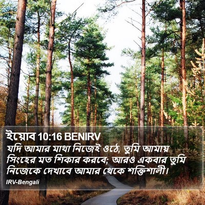 ইয়োব 10:16 BENIRV Bible Verse Image