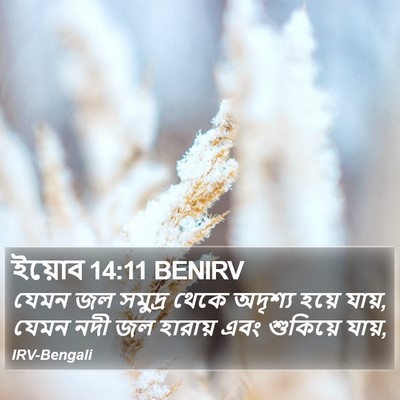 ইয়োব 14:11 BENIRV Bible Verse Image