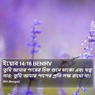 ইয়োব 14:16 BENIRV Bible Verse Image