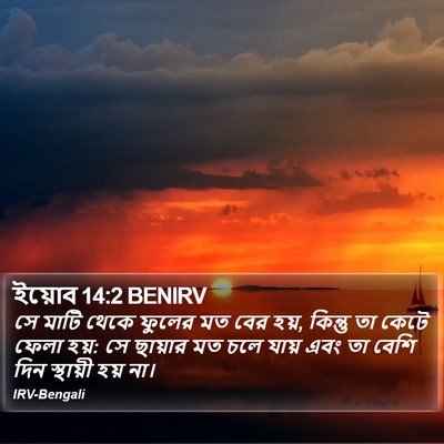 ইয়োব 14:2 BENIRV Bible Verse Image