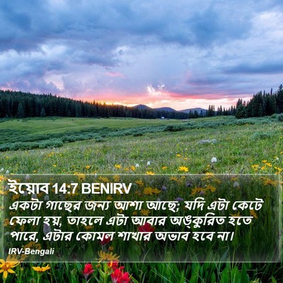 ইয়োব 14:7 BENIRV Bible Verse Image