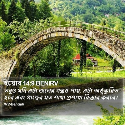 ইয়োব 14:9 BENIRV Bible Verse Image