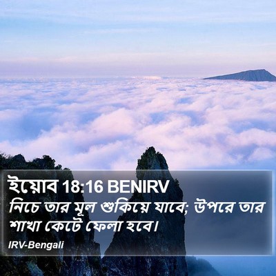 ইয়োব 18:16 BENIRV Bible Verse Image
