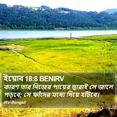 ইয়োব 18:8 BENIRV Bible Verse Image