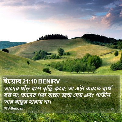 ইয়োব 21:10 BENIRV Bible Verse Image