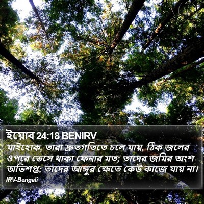 ইয়োব 24:18 BENIRV Bible Verse Image