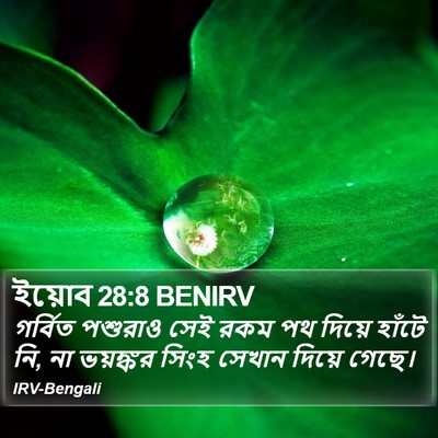 ইয়োব 28:8 BENIRV Bible Verse Image