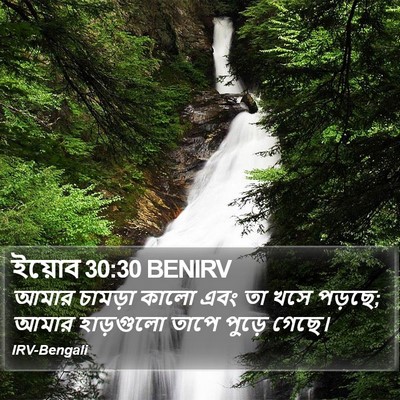 ইয়োব 30:30 BENIRV Bible Verse Image