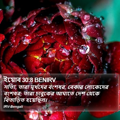 ইয়োব 30:8 BENIRV Bible Verse Image
