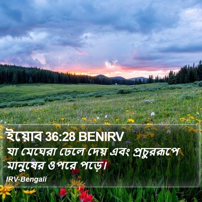 ইয়োব 36:28 BENIRV Bible Verse Image