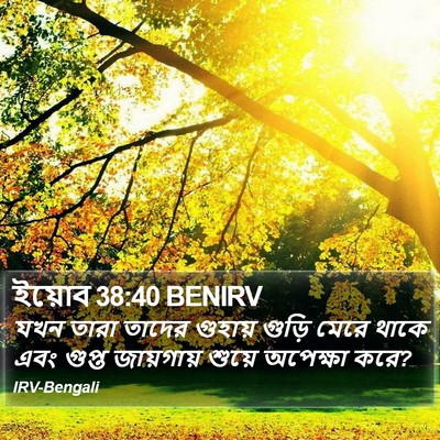 ইয়োব 38:40 BENIRV Bible Verse Image