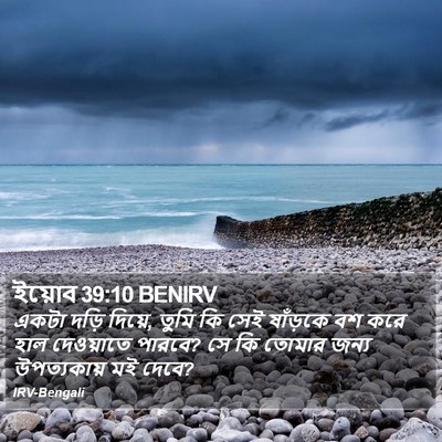 ইয়োব 39:10 BENIRV Bible Verse Image