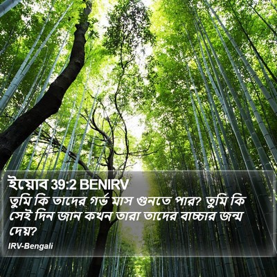 ইয়োব 39:2 BENIRV Bible Verse Image