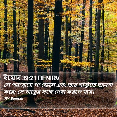 ইয়োব 39:21 BENIRV Bible Verse Image