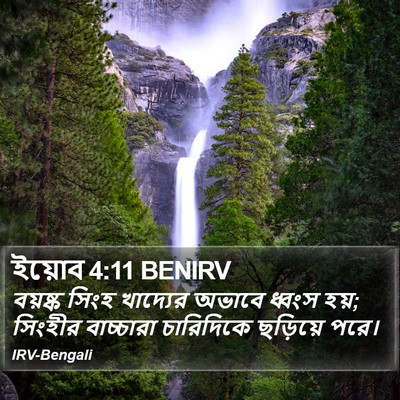 ইয়োব 4:11 BENIRV Bible Verse Image