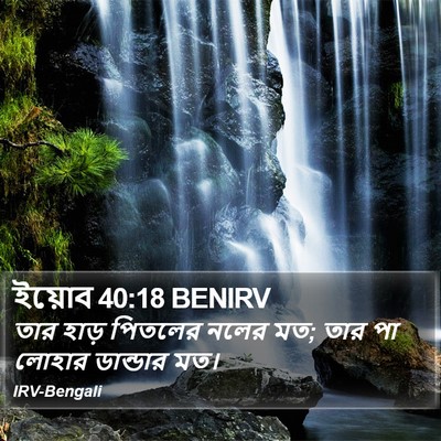 ইয়োব 40:18 BENIRV Bible Verse Image