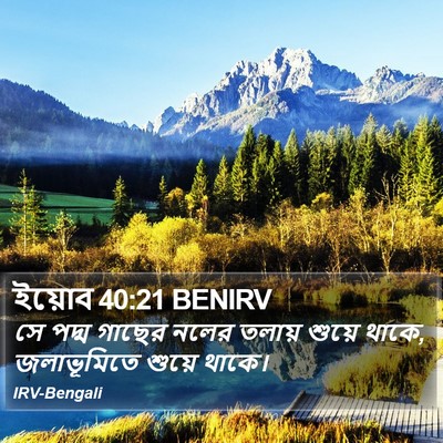 ইয়োব 40:21 BENIRV Bible Verse Image