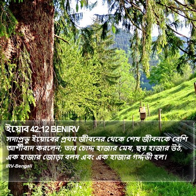 ইয়োব 42:12 BENIRV Bible Verse Image
