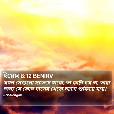 ইয়োব 8:12 BENIRV Bible Verse Image