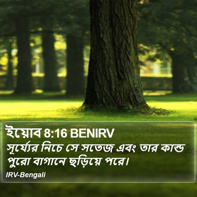 ইয়োব 8:16 BENIRV Bible Verse Image