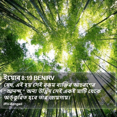 ইয়োব 8:19 BENIRV Bible Verse Image