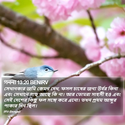 গননা 13:20 BENIRV Bible Verse Image