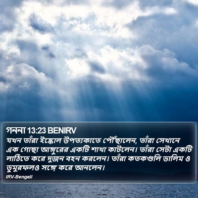 গননা 13:23 BENIRV Bible Verse Image