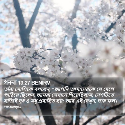 গননা 13:27 BENIRV Bible Verse Image