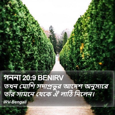 গননা 20:9 BENIRV Bible Verse Image