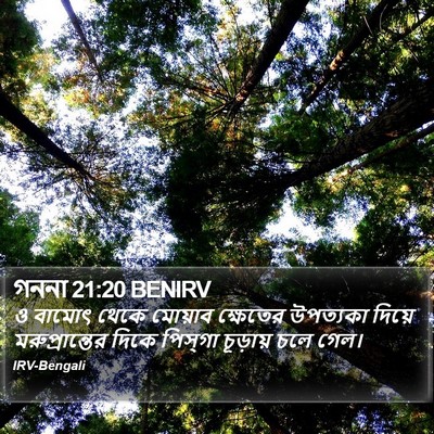 গননা 21:20 BENIRV Bible Verse Image