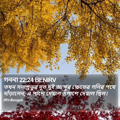 গননা 22:24 BENIRV Bible Verse Image