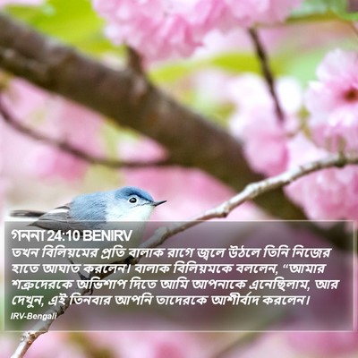 গননা 24:10 BENIRV Bible Verse Image