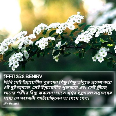 গননা 25:8 BENIRV Bible Verse Image