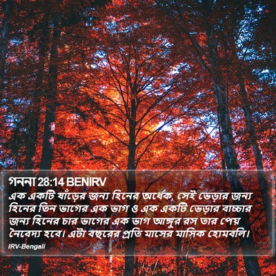 গননা 28:14 BENIRV Bible Verse Image