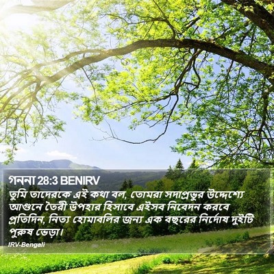 গননা 28:3 BENIRV Bible Verse Image