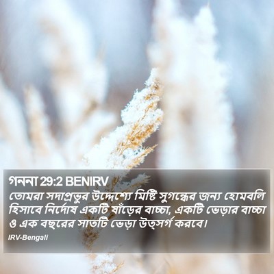 গননা 29:2 BENIRV Bible Verse Image