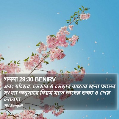 গননা 29:30 BENIRV Bible Verse Image